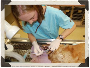 Dog_Dental_Care